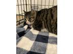 Adopt Chrolo a Domestic Short Hair