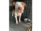 Adopt Cain* a Pit Bull Terrier