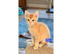 Adopt Chex a Orange or Red Tabby Domestic Shorthair (short coat) cat in Lebanon