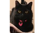Adopt Penny a All Black American Shorthair / Mixed (short coat) cat in