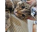 Adopt Hermes a Domestic Short Hair