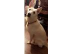 Adopt Maggie a White German Shepherd Dog / Husky / Mixed dog in Greenville