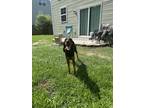 Adopt Chester a Black - with Tan, Yellow or Fawn Black and Tan Coonhound / Hound