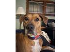 Adopt Lucy a Tan/Yellow/Fawn - with Black Black Mouth Cur / Rhodesian Ridgeback