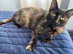 Adopt Thea a Tortoiseshell Domestic Mediumhair / Mixed (medium coat) cat in