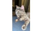Adopt Mama Kitty a Tortoiseshell Domestic Shorthair / Mixed (short coat) cat in