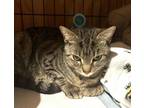 Adopt Oshka a Domestic Short Hair