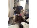 Adopt Clover a Black Mutt / Mixed dog in Newnan, GA (38874854)