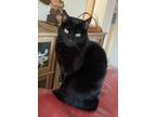 Adopt Cordelia a All Black American Shorthair / Mixed (short coat) cat in Palm
