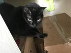 Adopt Cleo a All Black Domestic Shorthair / Mixed (short coat) cat in Santa Rosa