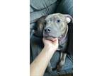 Adopt Beau a Brindle - with White American Pit Bull Terrier / Mixed dog in