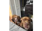 Adopt Pumba and Timon a Brown/Chocolate - with White American Pit Bull Terrier /