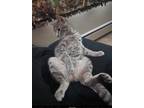 Adopt Smokey a Gray, Blue or Silver Tabby American Shorthair / Mixed (short