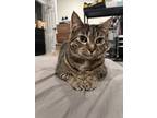 Adopt Bodee a Brown Tabby Domestic Shorthair / Mixed (short coat) cat in
