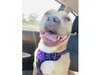 Adopt Emery a White - with Tan, Yellow or Fawn American Pit Bull Terrier / Mixed