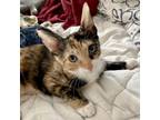 Adopt Agate a Calico or Dilute Calico Calico cat in Knoxville, TN (38877305)