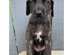 Dark Brindle female