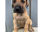 Great Dane Puppy for sale in Waterford, PA, USA