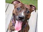Adopt Bowser a Brindle Terrier (Unknown Type, Small) / Mixed dog in St.