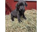 Labrador Retriever Puppy for sale in Carlisle, IA, USA
