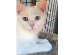 Adopt Elsa a Domestic Shorthair (short coat) cat in Mooresville, NC (38871459)