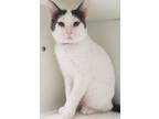 Adopt Dawson a Domestic Short Hair