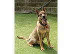 Adopt Talon a German Shepherd Dog, Mixed Breed