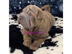 Chinese Shar-Pei Puppy for sale in Pueblo West, CO, USA