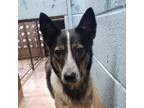 Adopt Irma a Black Mixed Breed (Medium) / Mixed dog in Lindenwold, NJ (38879215)