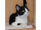 Adopt Albus a All Black Domestic Shorthair / Mixed cat in Valdosta