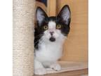 Adopt Oreo a All Black Domestic Shorthair / Mixed cat in Valdosta, GA (38871847)