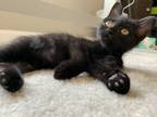 Adopt Jenga a All Black Domestic Shorthair (short coat) cat in Greensboro