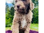 Mutt Puppy for sale in Kelso, WA, USA