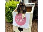 Basset Hound Puppy for sale in Lumberton, NC, USA