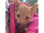 Adopt Campfire a Orange or Red Domestic Shorthair / Mixed cat in St.
