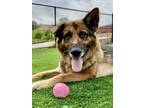 Adopt Seegar a German Shepherd Dog, Mixed Breed