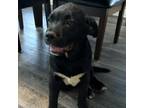 Adopt Bear a Black Labrador Retriever, Saint Bernard