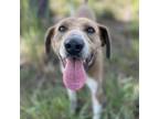 Adopt Huckleberry a Coonhound, Catahoula Leopard Dog