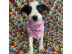 Adopt Cheer Bear a Black Pit Bull Terrier / Mixed dog in Edinburg, TX (38878662)