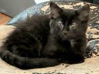 Adopt Kai Miller a All Black Domestic Longhair (long coat) cat in Woodstock