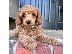 Poodle (Toy) Puppy for sale in Carthage, MO, USA