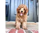 Poodle (Toy) Puppy for sale in Carthage, MO, USA