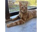 Adopt Craftsman a Orange or Red Domestic Shorthair / Mixed cat in Kanab