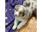 Miniature Australian Shepherd Puppy for sale in Stuart, VA, USA