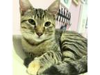 Adopt Eowyn a White Domestic Shorthair / Mixed cat in San Jose, CA (38871822)