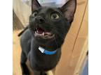Adopt Sauron a All Black Domestic Shorthair / Mixed cat in San Jose