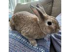 Adopt Mapo a American, Holland Lop