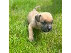 Mutt Puppy for sale in Honesdale, PA, USA