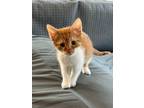 Adopt Tim a Domestic Short Hair