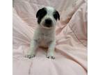 Adopt Famous Singers: Presley a Mixed Breed